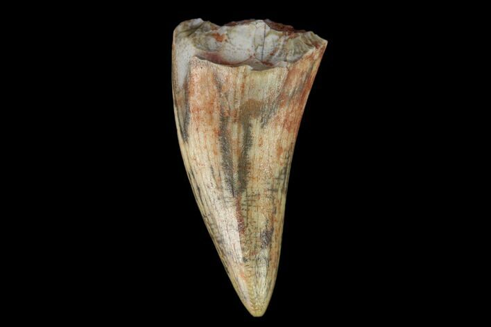 Fossil Phytosaur Tooth - New Mexico #133360